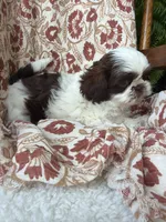 Molly Mae, a female Shih Tzu for sale in Seymour, MO – 5 of 10