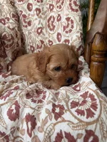 Sadie, a female Cavapoo and Poodle - Toy  for sale in Seymour, MO – 9 of 9