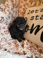Willow, a female Shih Tzu for sale in Seymour, MO – 5 of 8