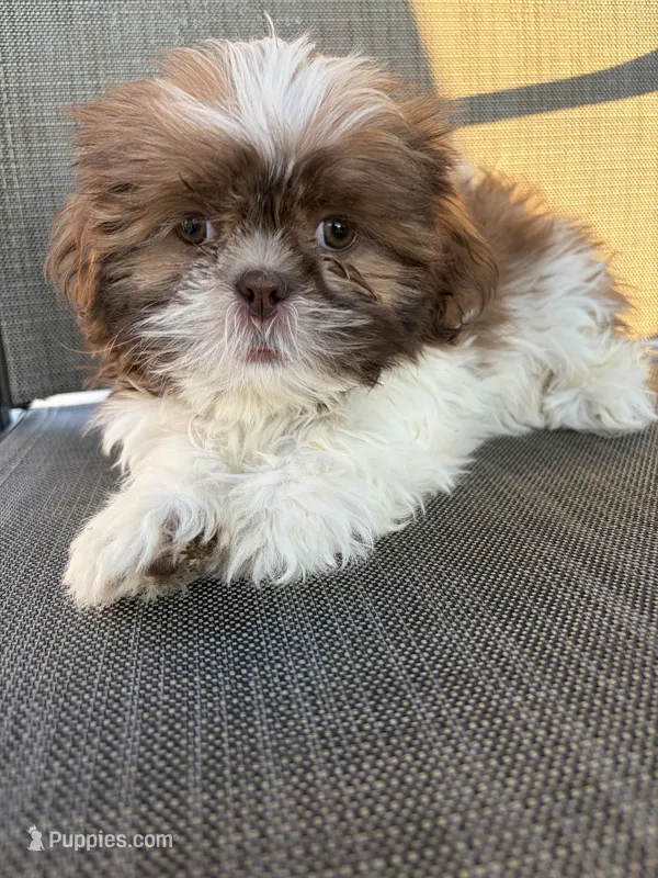 Raines – Shih Tzu puppy for sale in Seymour, MO