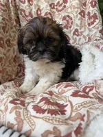 Jasper, a male Shih Tzu for sale in Seymour, MO – 7 of 10