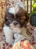 Tiny Memphis, a male Shih Tzu for sale in Seymour, MO – 2 of 10