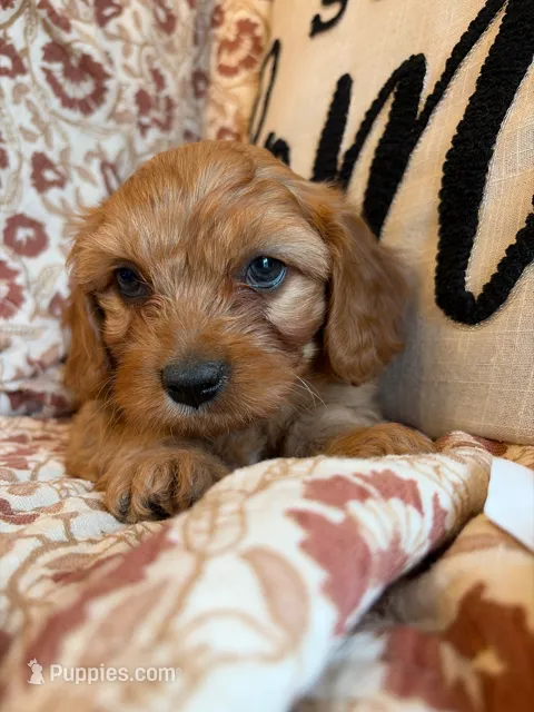 Finn – Cavapoo puppy for sale in Seymour, MO