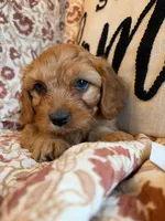 Finn, a male Cavapoo for sale in Seymour, MO – 1 of 7