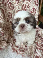 Halle Rae, a female Shih Tzu for sale in Seymour, MO – 4 of 10