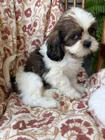 Judah, a male Shih Tzu for sale in Seymour, MO – 8 of 9