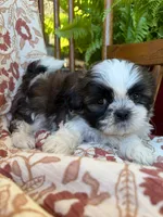 Raines, a male Shih Tzu for sale in Seymour, MO – 8 of 9
