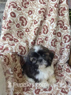 Truman – Shih Tzu puppy for sale in Seymour, MO