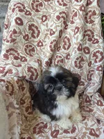 Tiny Tim, a male Shih Tzu for sale in Seymour, MO – 4 of 10
