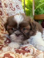 Tiny Memphis, a male Shih Tzu for sale in Seymour, MO – 3 of 10