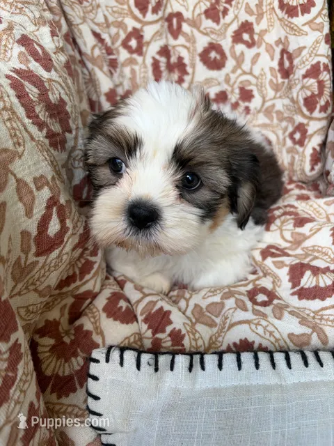 Murphy – Shih Tzu puppy for sale in Seymour, MO
