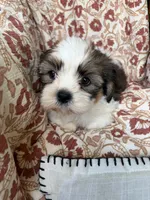 Murphy, a male Shih Tzu for sale in Seymour, MO – 1 of 10