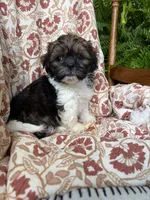 Jasper, a male Shih Tzu for sale in Seymour, MO – 5 of 10
