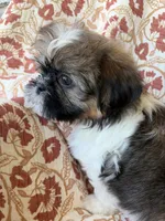 Lola, a female Shih Tzu for sale in Seymour, MO – 9 of 10