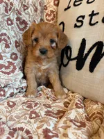 Beau, a male Cavapoo for sale in Seymour, MO – 1 of 7