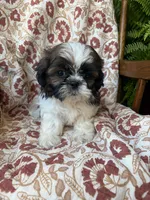 Lucy, a female Shih Tzu for sale in Seymour, MO – 4 of 10