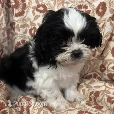 Jozie, a female Shih Tzu for sale in Seymour, MO – Photo 1 of 6