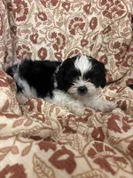Jozie, a female Shih Tzu for sale in Seymour, MO – Photo 4 of 6
