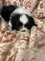 Jozie, a female Shih Tzu for sale in Seymour, MO – Photo 2 of 6