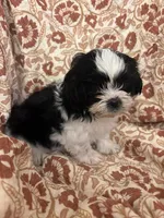 Jozie, a female Shih Tzu for sale in Seymour, MO – Photo 5 of 6