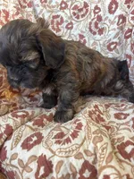 Hershey, a male Shih Tzu for sale in Seymour, MO – Photo 8 of 9