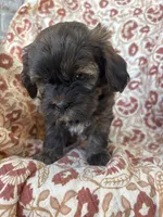 Hershey, a male Shih Tzu for sale in Seymour, MO – Photo 5 of 9