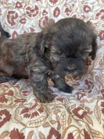 Hershey, a male Shih Tzu for sale in Seymour, MO – Photo 7 of 9