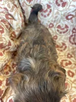 Hershey, a male Shih Tzu for sale in Seymour, MO – Photo 6 of 9