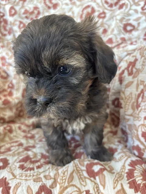 Hershey – Shih Tzu puppy for sale in Seymour, MO