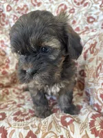 Hershey, a male Shih Tzu for sale in Seymour, MO – Photo 1 of 9