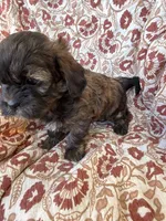 Hershey, a male Shih Tzu for sale in Seymour, MO – Photo 2 of 9