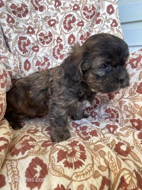 Hershey – Shih Tzu puppy for sale in Seymour, MO