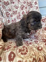 Hershey, a male Shih Tzu for sale in Seymour, MO – Photo 4 of 9