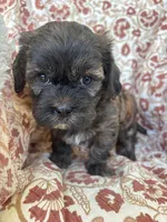 Hershey, a male Shih Tzu for sale in Seymour, MO – Photo 3 of 9