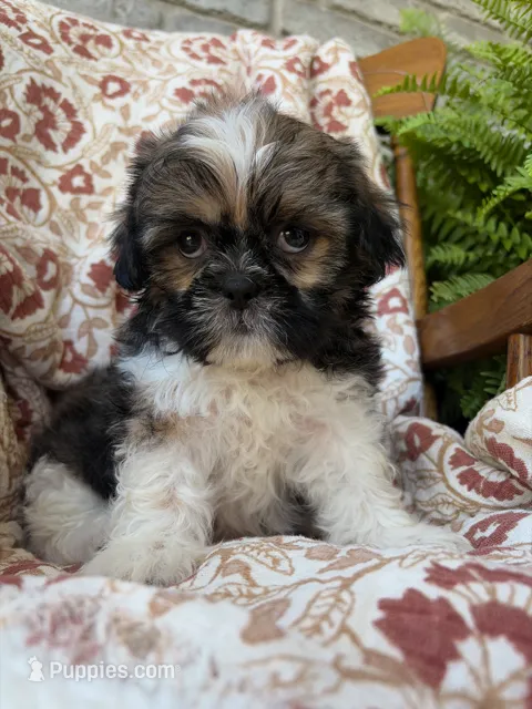 Finn – Shih Tzu puppy for sale in Seymour, MO