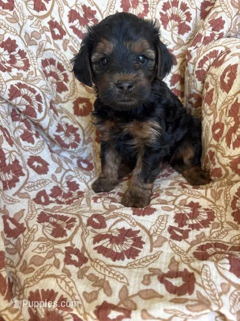 Lola – Yorkipoo puppy for sale in Seymour, MO