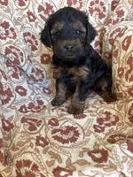 Lola, a female Yorkipoo for sale in Seymour, MO – Photo 4 of 9