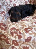 Lola, a female Yorkipoo for sale in Seymour, MO – Photo 6 of 9