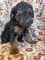 Lola, a female Yorkipoo for sale in Seymour, MO – Photo 9 of 9