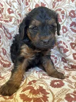 Lola, a female Yorkipoo for sale in Seymour, MO – Photo 2 of 9