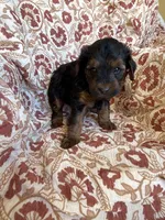Lola, a female Yorkipoo for sale in Seymour, MO – Photo 3 of 9