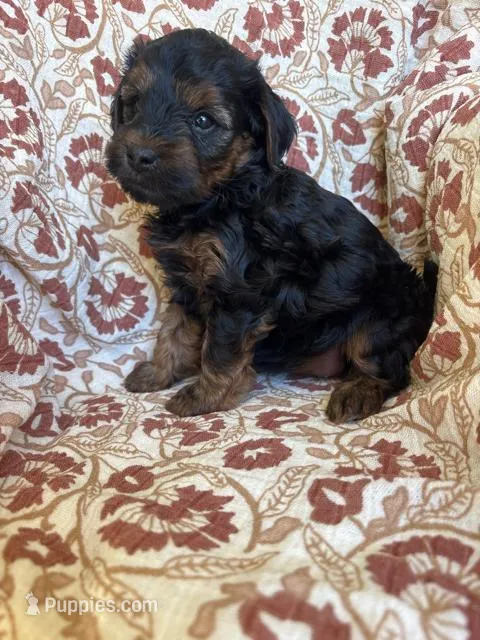 Lola – Yorkipoo puppy for sale in Seymour, MO
