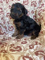 Lola, a female Yorkipoo for sale in Seymour, MO – Photo 1 of 9