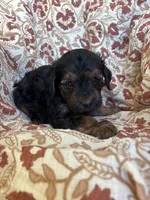 Lola, a female Yorkipoo for sale in Seymour, MO – Photo 5 of 9