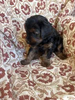 Lola, a female Yorkipoo for sale in Seymour, MO – Photo 8 of 9