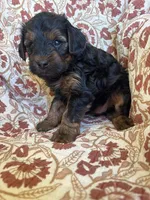 Lola, a female Yorkipoo for sale in Seymour, MO – Photo 7 of 9
