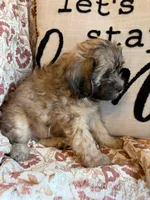 Nash, a male Shih Tzu for sale in Seymour, MO – 2 of 10
