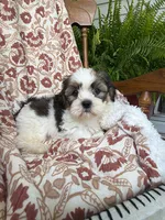 Murphy, a male Shih Tzu for sale in Seymour, MO – 9 of 10