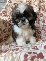 Kate, a female Shih Tzu for sale in Seymour, MO – 6 of 10