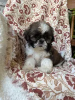 Kate, a female Shih Tzu for sale in Seymour, MO – 2 of 10